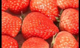 爆料种植草莓视频大全集,视频大全集揭秘